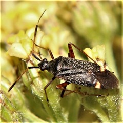 Closterotomus biclavatus