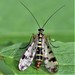 Meadow Scorpionfly - Photo (c) Bill Lucas, some rights reserved (CC BY-NC), uploaded by Bill Lucas