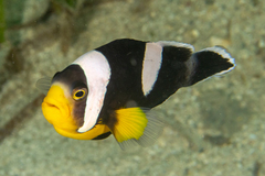 Brownsaddle Clownfish photo 4