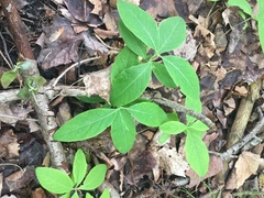 Lonicera dioica