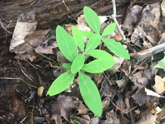 Lonicera dioica