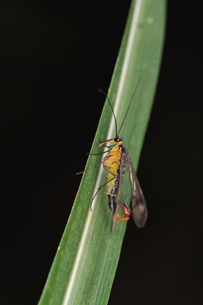 Neopanorpa cavaleriei