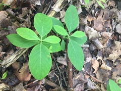 Lonicera dioica