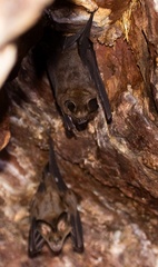 Griffin's Leaf-Nosed Bat photo 2