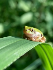 Hyla japonica