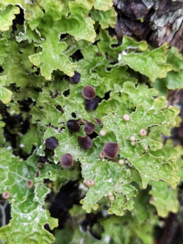 Pseudocyphellaria billardierei observed 2024-09-14