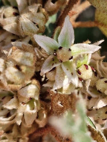 Image of Lasiopetalum macrophyllum by (c) ronavery, some rights reserved (CC BY)
