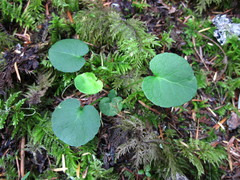 Viola sempervirens