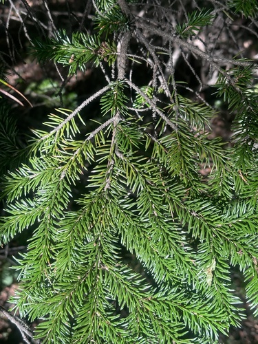 Image of Picea jezoensis by (c) Tatyana Petrenko, some rights reserved (CC BY)