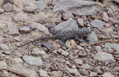 iNaturalist observation photo of Western Fence Lizard