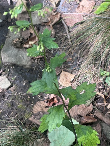 false wormwood (Artemisia keiskeana)
