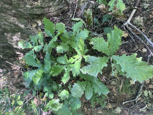 Image of Quercus mongolica by (c) Tatyana Petrenko, some rights reserved (CC BY)