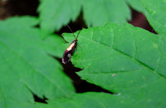 Epimartyria bimaculella