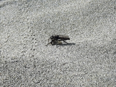 Lasiopogon