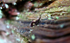 Epimartyria bimaculella