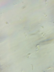 Hydropus praedecurrens