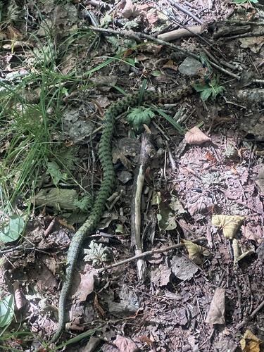 Chinese Tiger Keelback