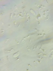 Hydropus praedecurrens