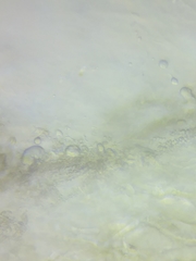 Hydropus praedecurrens