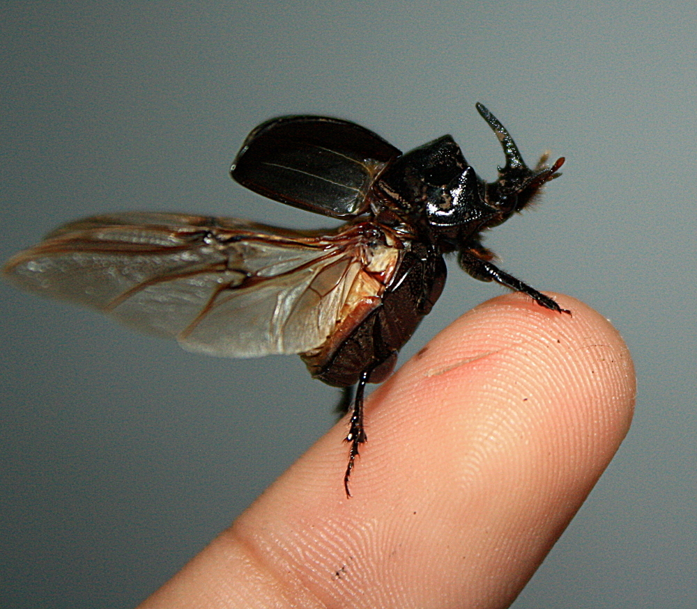 Copris lugubris