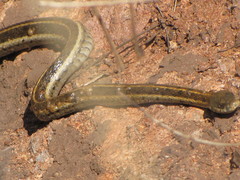 Thamnophis cyrtopsis collaris