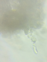 Hydropus praedecurrens