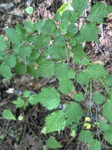 Prunus maximowiczii, photograph 4