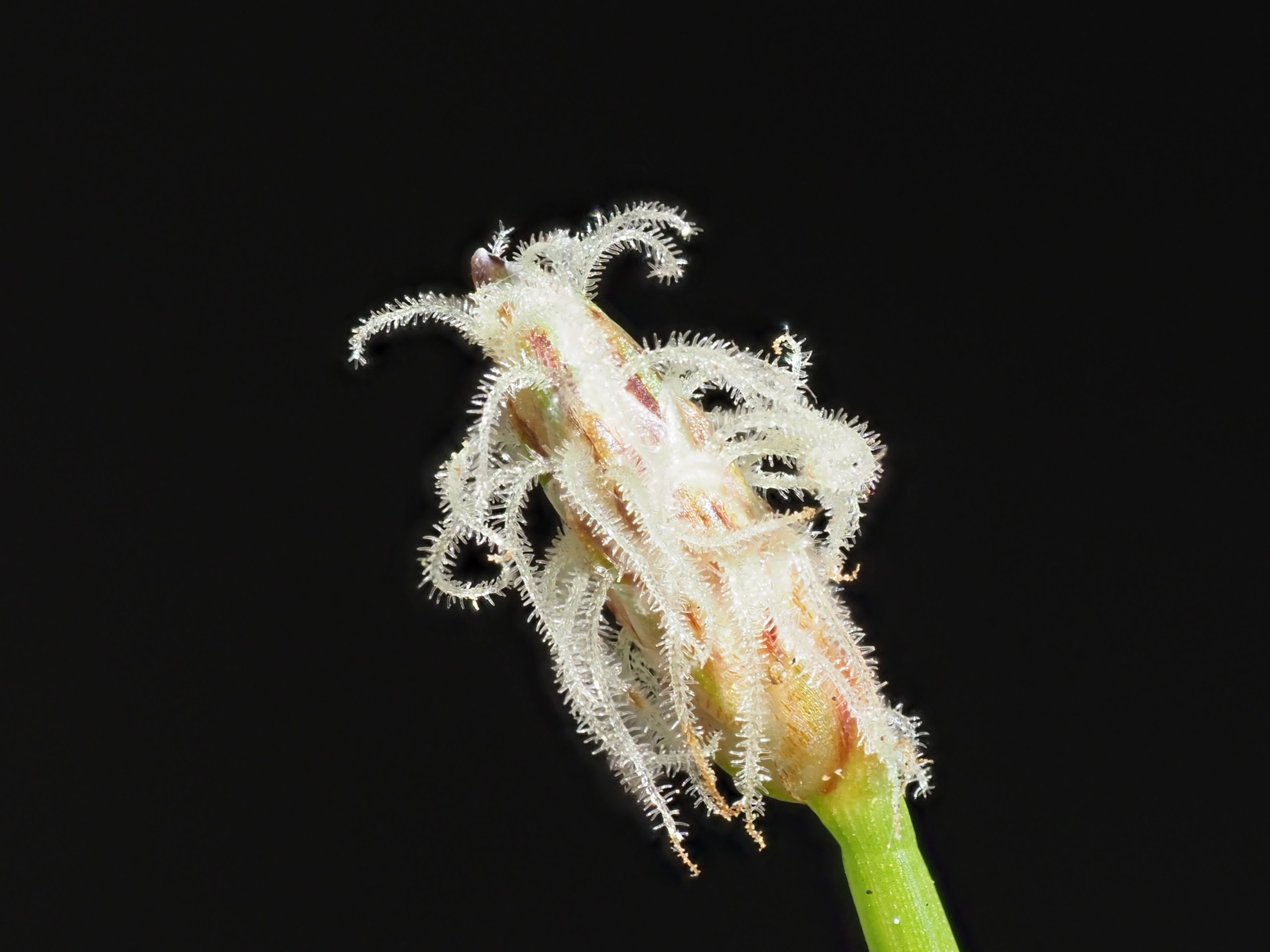 Eleocharis montevidensis
