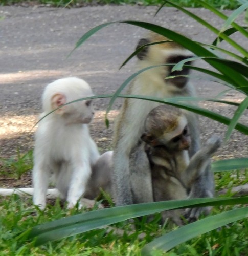 Vervet Monkey
