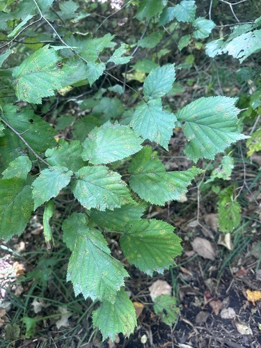 Image of Corylus sieboldiana by (c) Tatyana Petrenko, some rights reserved (CC BY)