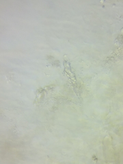 Hydropus praedecurrens