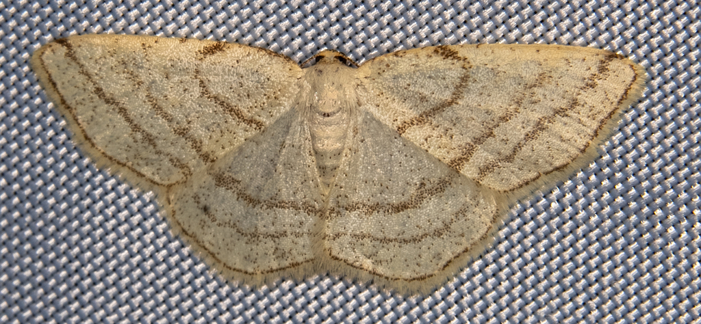Protitame subalbaria
