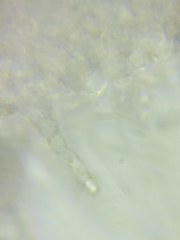 Hydropus praedecurrens