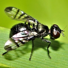 Rivellia syngenesiae