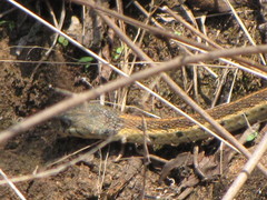 Thamnophis cyrtopsis collaris