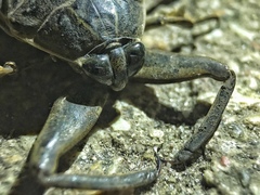 Lethocerus cordofanus