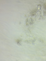 Hydropus praedecurrens