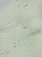 Hydropus praedecurrens