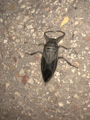 Lethocerus cordofanus