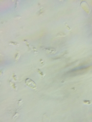 Hydropus praedecurrens