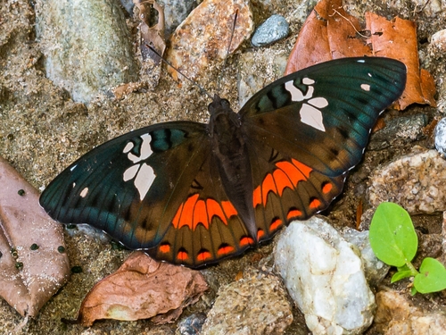 Euthalia amanda