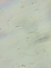 Hydropus praedecurrens