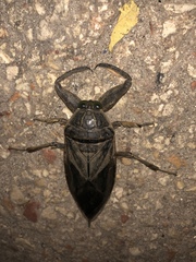 Lethocerus cordofanus