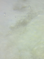 Hydropus praedecurrens