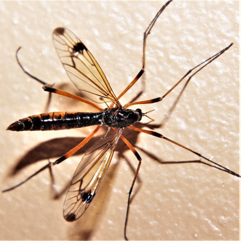 Dictenidia