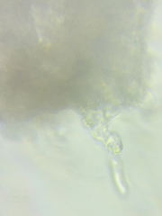 Hydropus praedecurrens