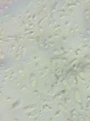 Hydropus praedecurrens