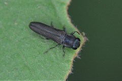 Agrilaxia