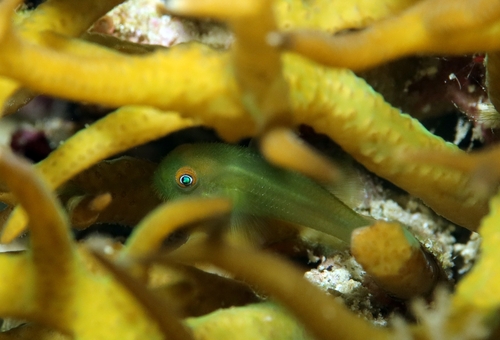 Emerald coral goby (Paragobiodon xanthosoma) — Gobiidae — 5