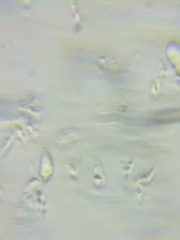 Hydropus praedecurrens